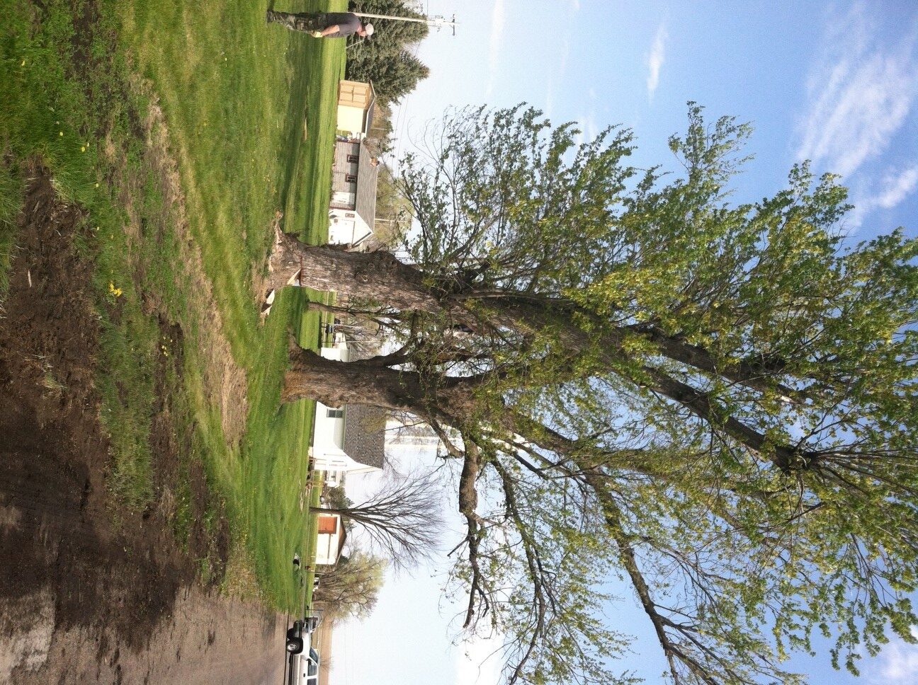tree_before