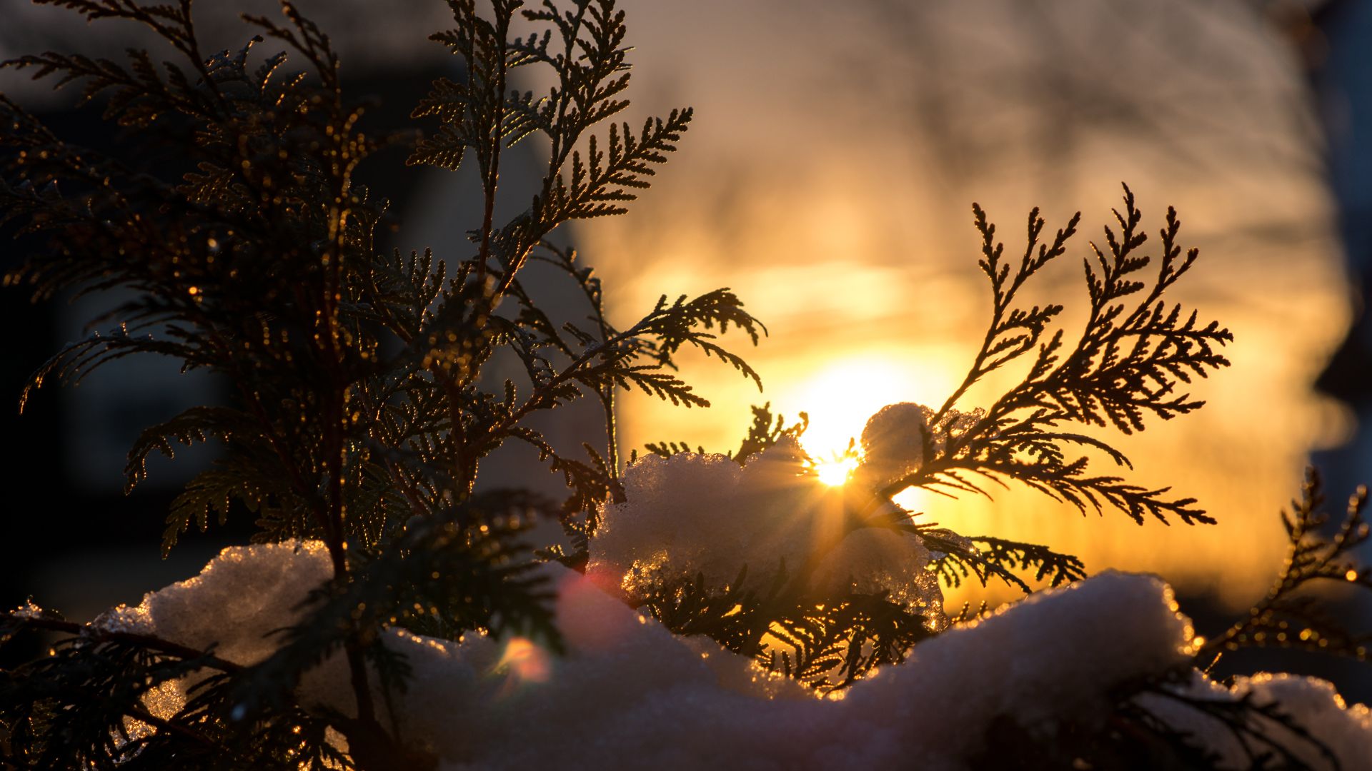 Winter_Sun