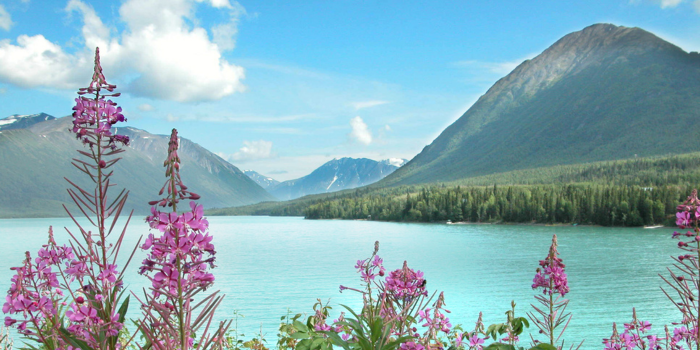 Mountain_flowers